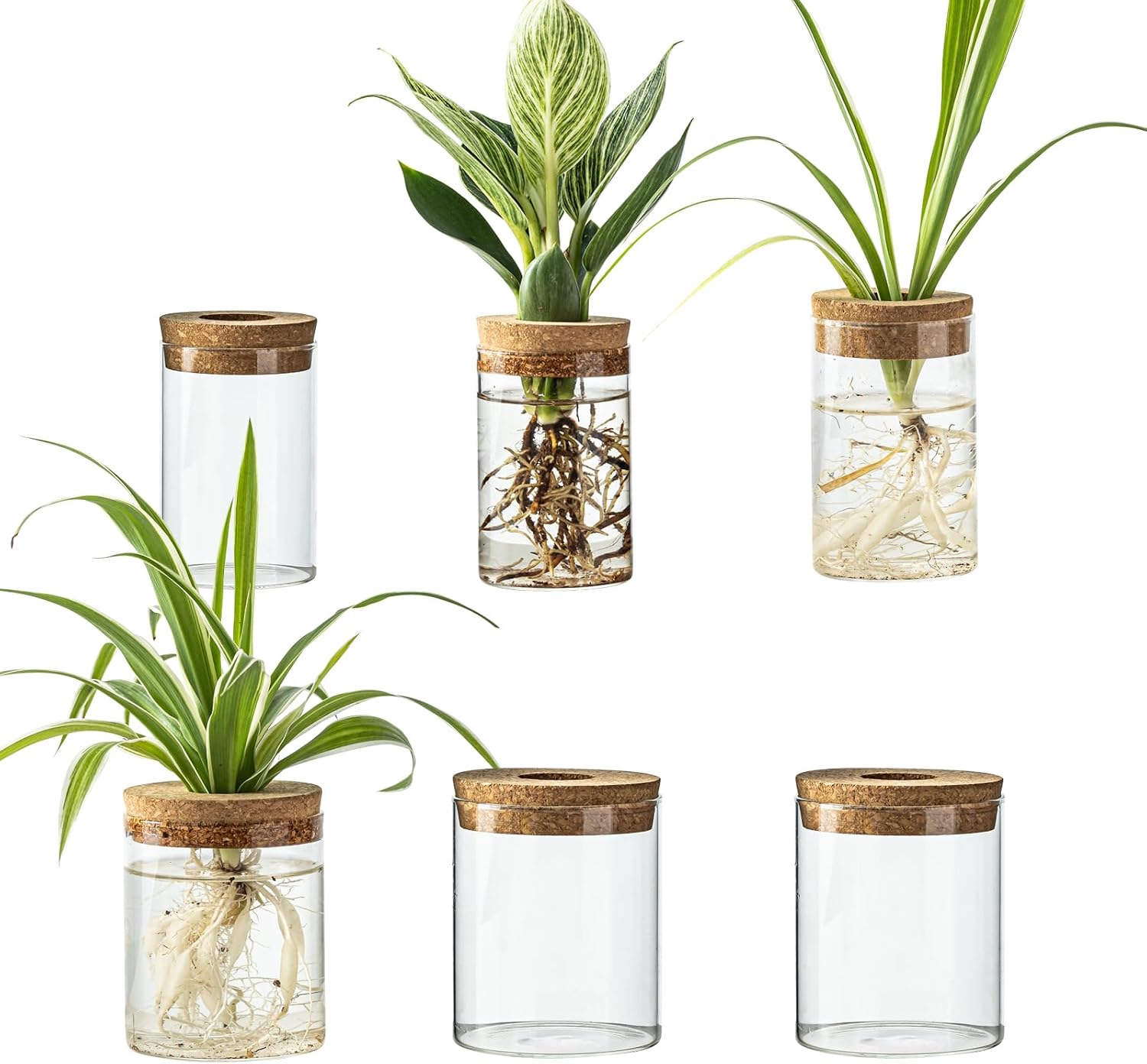 Glass Rooting Vases with Wooden Stand